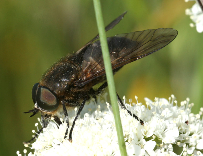 Dasyrhamphis anthracinus M e F (Tabanidae)